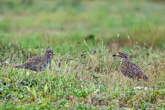 Burhinus capensis