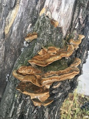 Polyporaceae