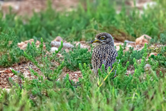 Burhinus capensis