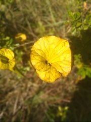 Sarracenia flava