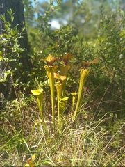 Sarracenia flava