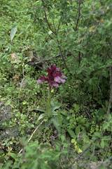 Anacamptis papilionacea