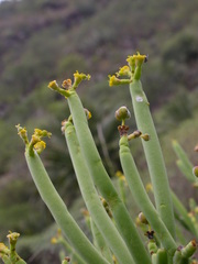 Euphorbia aphylla