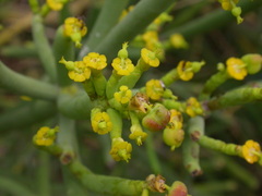 Euphorbia aphylla