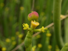 Euphorbia aphylla