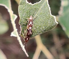 Eretmocera impactella