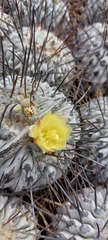 Copiapoa dealbata