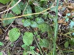Pulmonaria officinalis