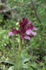 Anacamptis papilionacea
