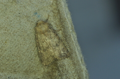 Anarta trifolii