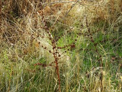 Rumex pulcher