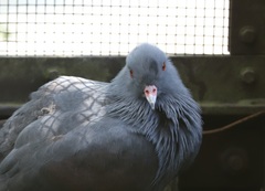 Ducula goliath