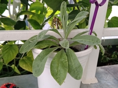Magnoliopsida