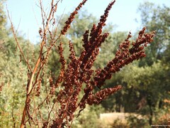 Rumex pulcher
