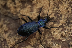 Carabus intricatus