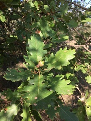 Quercus pubescens