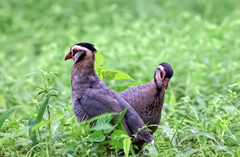 Alectoris melanocephala