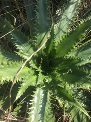 Eryngium serra