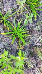 Eryngium paniculatum