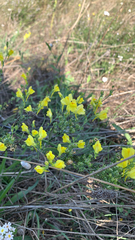 Linaria dalmatica