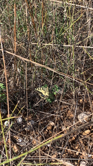 Papilio machaon