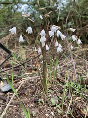 Acis autumnalis