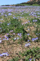 Leucocoryne coquimbensis