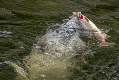 Oncorhynchus gorbuscha