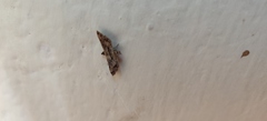 Sufetula