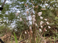 Acis autumnalis