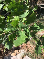 Quercus pubescens