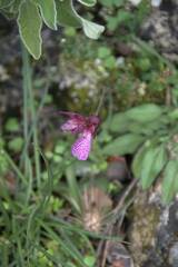 Anacamptis papilionacea