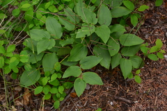 Prosartes trachycarpa
