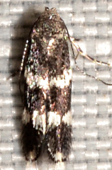 Elachista illectella