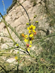 Parkinsonia
