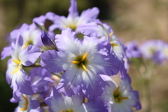 Leucocoryne coquimbensis