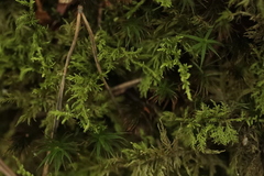 Thuidium tamariscinum