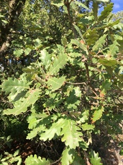 Quercus pubescens