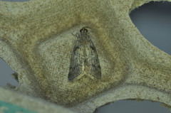 Pococera asperatella