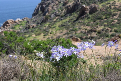 Leucocoryne coquimbensis