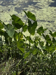 Xanthosoma sagittifolium