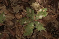 Tischeria ekebladella