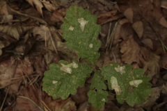 Tischeria ekebladella