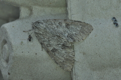 Acronicta impleta