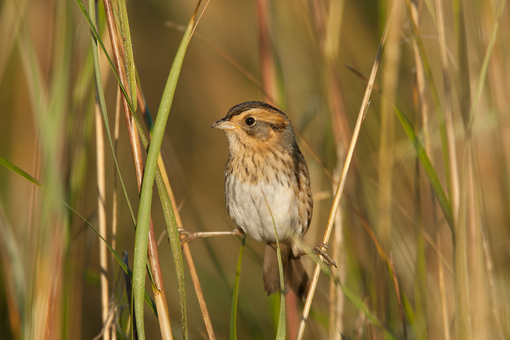 Marsh Sparrows
