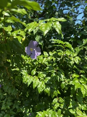 Thunbergia