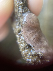 Botrylloides violaceus