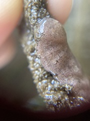 Botrylloides violaceus