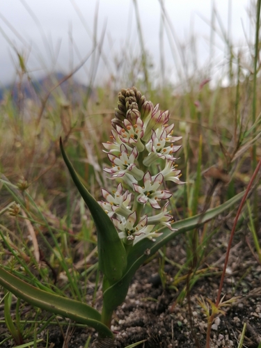 Wurmbea inusta