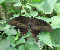 Papilio helenus